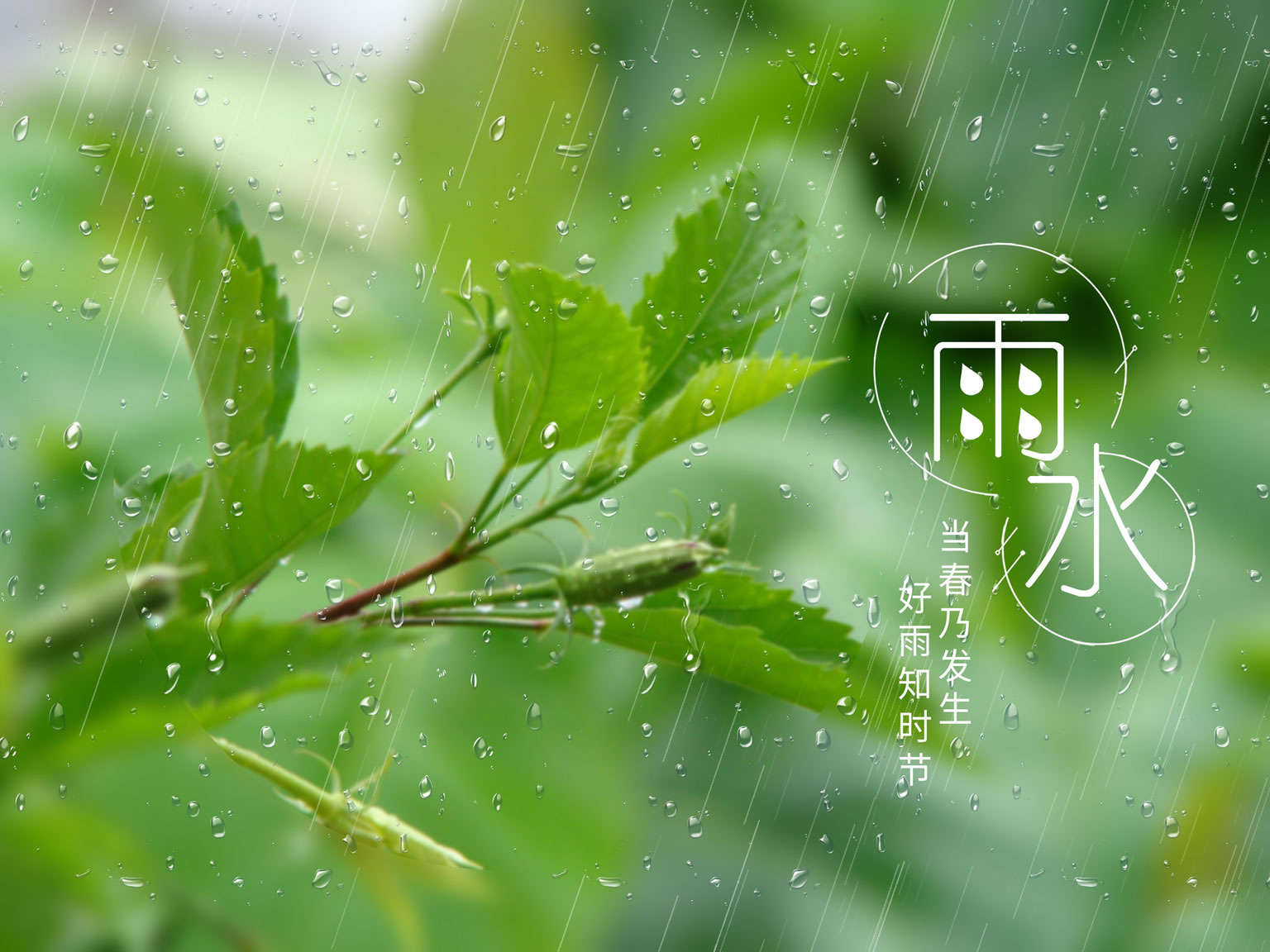 灵山县博鸿颐养院雨水节气炖汤-------枸杞红枣炖猪肝